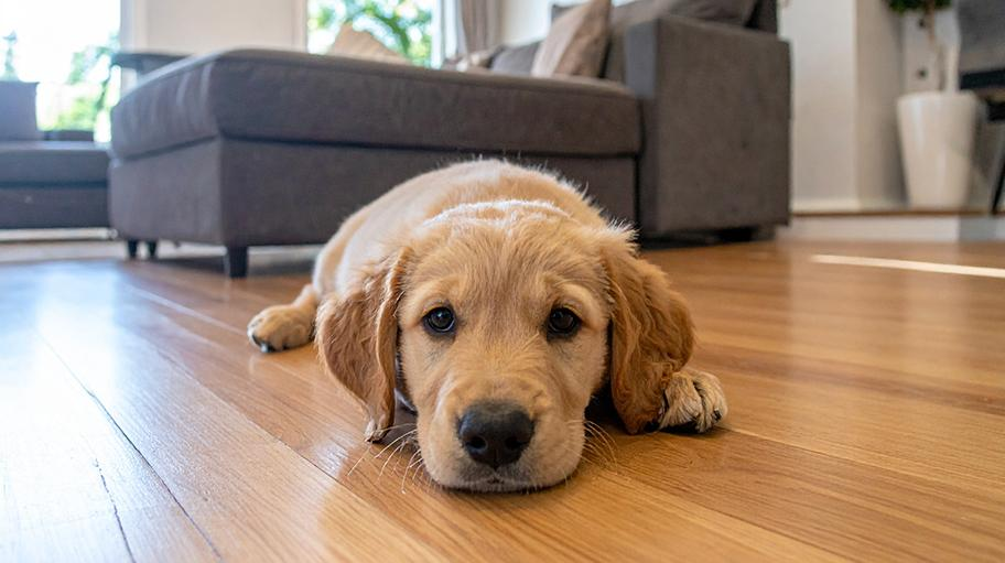 cute puppy looking at the camera cute puppy looking at the camera